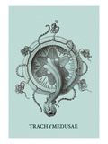 Jellyfish: Trachymedusae Vinilos decorativos por Ernst Haeckel Jellyfish: Trachymedusae Vinilos decorativos por Ernst Haeckel