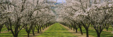 Almond Trees in an Orchard, California, USA Autocollant mural par Panoramic Images 