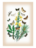 Moths: Dipthera Ludifica, Moma Orion Wall Decal by William Forsell Kirby