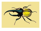 Horned Beetle Wall Decal by Sir William Jardine