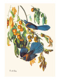Scrub Jay Wall Decal by John James Audubon