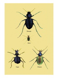 Beetles of Java, France, Cape and Europe Wall Decal by Sir William Jardine