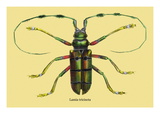 Beetle: Lamia Tricincta Wall Decal by Sir William Jardine