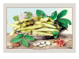 Dish of Broad Beans Autocollant mural par Giovanna Garzoni