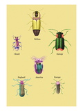 Beetles of America, Britain, Brazil, England and Europe Wall Decal by Sir William Jardine