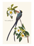 Tyran des savanes Autocollant mural par John James Audubon