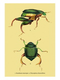 Beetles: Scarabaeus Macropus and Chrysophora Chrysochlora Wall Decal by Sir William Jardine