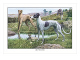 Greyhounds Wall Decal by Louis Agassiz Fuertes