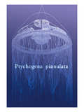 Jellyfish: Ptychogena Pinnulata Vinilos decorativos por Ernst Haeckel Jellyfish: Ptychogena Pinnulata Vinilos decorativos por Ernst Haeckel