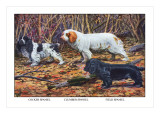 Cocker Spaniel, Clumber Spaniel, and Field Spaniel Wall Decal by Louis Agassiz Fuertes