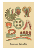 Jellyfish: Lucernaria Bathyphila Vinilos decorativos por Ernst Haeckel