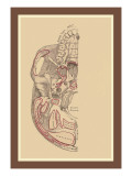 Study of the Skull Wall Decal