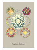 Jellyfish: Nauphanta Challengeri Autocollant mural par Ernst Haeckel