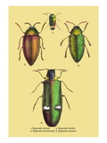 Beetles: Buprestis Chrysis B. Sternicornis Wall Decal by Sir William Jardine
