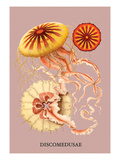 Jellyfish: Discomedusae Vinilos decorativos por Ernst Haeckel