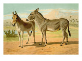 Abyssinian Male and Indian Onager Female Wall Decal by Samuel Sidney