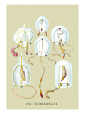 Jellyfish: Anthomedusae Vinilos decorativos por Ernst Haeckel Jellyfish: Anthomedusae Vinilos decorativos por Ernst Haeckel