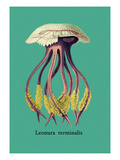 Jellyfish: Leonura Terminalis Vinilos decorativos por Ernst Haeckel