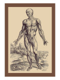 The First Plate of the Muscles wandtattoos von Andreas Vesalius
