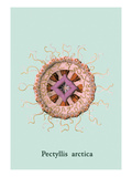 Jellyfish: Pectyllis Arctica Vinilos decorativos por Ernst Haeckel Jellyfish: Pectyllis Arctica Vinilos decorativos por Ernst Haeckel