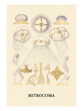 Jellyfish: Mitrocoma Vinilos decorativos por Ernst Haeckel