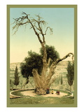 Abraham's Tree Mamreh on the West Bank Wall Decal