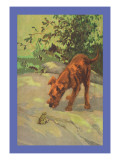 Irish Terrier Puppy Wall Decal by Diana Thorne