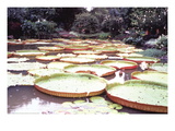 Five Foot Lily Pads Veggoverføringsbilde av John Bortniak Five Foot Lily Pads Veggoverføringsbilde av John Bortniak