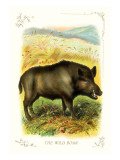 The Wild Boar Wall Decal