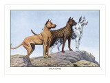 Great Danes Wall Decal by Louis Agassiz Fuertes