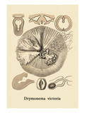 Jellyfish: Drymonema Victoria Autocollant mural par Ernst Haeckel