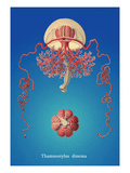 Jellyfish: Thamnostylus Dinema Vinilos decorativos por Ernst Haeckel