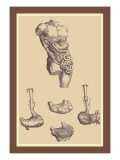 Bauch wandtattoos von Andreas Vesalius