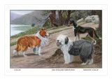 Collie, Old English Sheep Dog, Smooth Collie Wall Decal by Louis Agassiz Fuertes