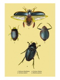 Beetles: Dytiscus Dimidiatus, Gyrinus Nalator Wall Decal by Sir William Jardine
