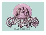 Jellyfish: Trachymedusae Vinilos decorativos por Ernst Haeckel Jellyfish: Trachymedusae Vinilos decorativos por Ernst Haeckel
