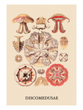 Jellyfish: Discomedusae Vinilos decorativos por Ernst Haeckel