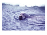Bearded Seal Wall Decal by Captain Budd Christman