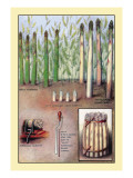 Asparagus Wall Decal