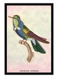 Hummingbird: Trochilus Scuataus Wall Decal by Sir William Jardine