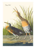 Clapper Rail Wall Decal by John James Audubon