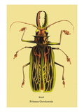 Beetle: Brazilian Prionus Cervicornis Wall Decal by Sir William Jardine