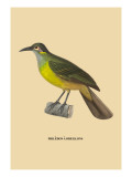 Philedon a Oreillons Wall Decal