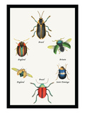 Beetles of Brazil, Britain, England and Saint Domingo Wall Decal by Sir William Jardine