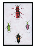 Beetles from North and South America and Spain Wall Decal by Sir William Jardine