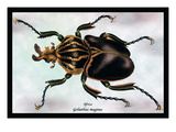 Beetle: African Goliathus Magnus Wall Decal by Sir William Jardine