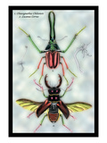 Beetles: Chiasognathus Chiloensis and Lucanus Cervus Wall Decal by Sir William Jardine