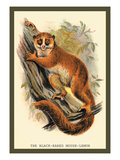 The Black-Eared Mouse Lemur Wall Decal by Sir William Jardine