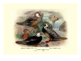 Garlepp'S, Jame's and Turner's Torrent Ducks Wall Decal by Henrick Gronvold