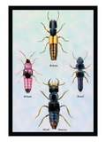 Beetles from Britain, Brazil, and North America Wall Decal by Sir William Jardine